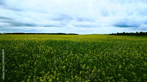 Canola crop flyover in Saskatchewan prairies