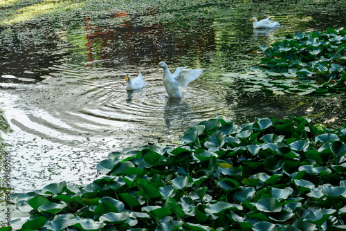 Wallpaper Mural Patos nadando en un lago Torontodigital.ca