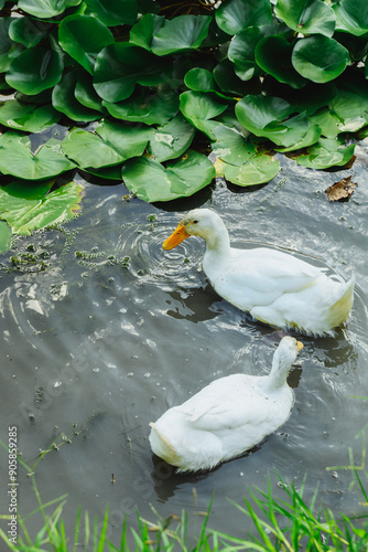Wallpaper Mural Patos nadando en un estanque Torontodigital.ca