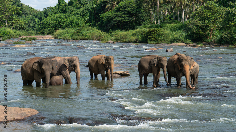 A herd of elephants are seen in the water in Pinnawala Elephant Orphanage, Sri Lanka A herd of elephants are seen in the water in Pinnawala Elephant Orphanage, Sri Lanka