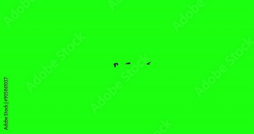 Three birds flying together in formation green screen