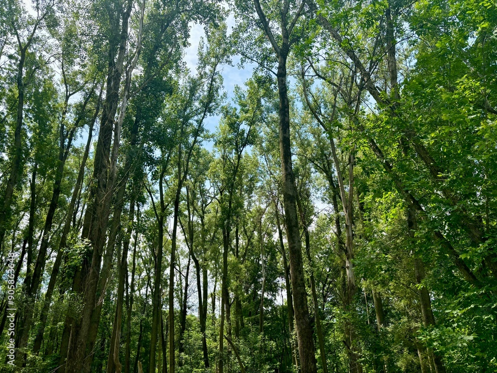 trees in the forest trees in the forest
