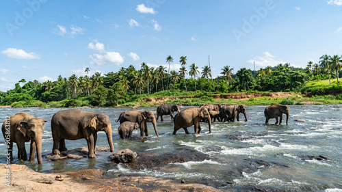 A herd of elephants are seen in the water in Pinnawala Elephant Orphanage, Sri Lanka