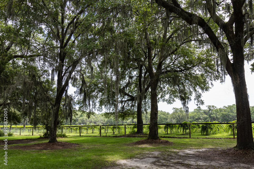 Branches of giant live oak, covered in spanish moss, with muscadine vineyard in background in Charleston, SC Branches of giant live oak, covered in spanish moss, with muscadine vineyard in background in Charleston, SC