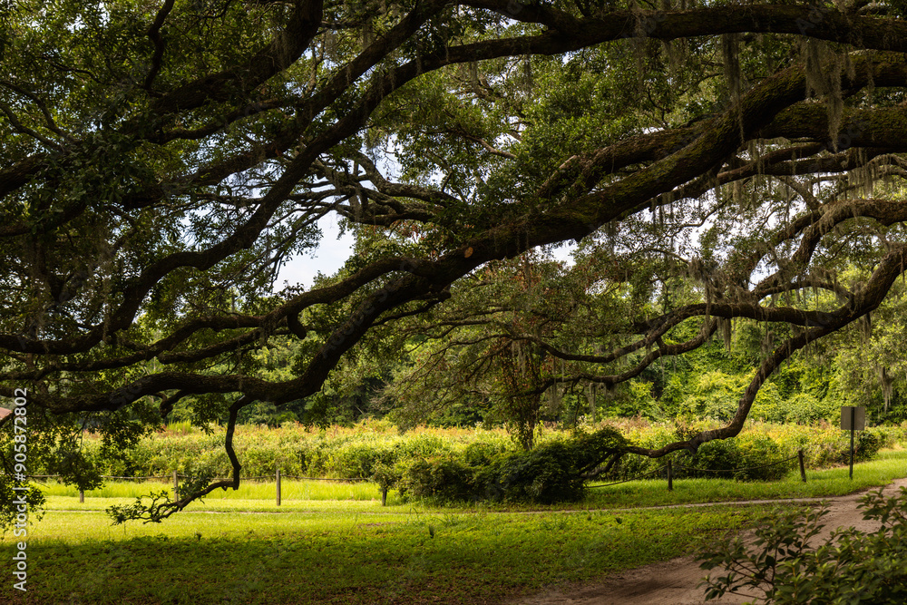 Branches of giant live oak, covered in spanish moss, with muscadine vineyard in background in Charleston, SC Branches of giant live oak, covered in spanish moss, with muscadine vineyard in background in Charleston, SC