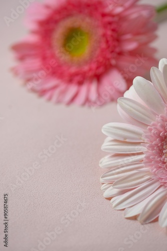 Pink gerbera flower on pink background. . Spring banner with gerbera flowers. Empty space for text. Bunga garbera photo