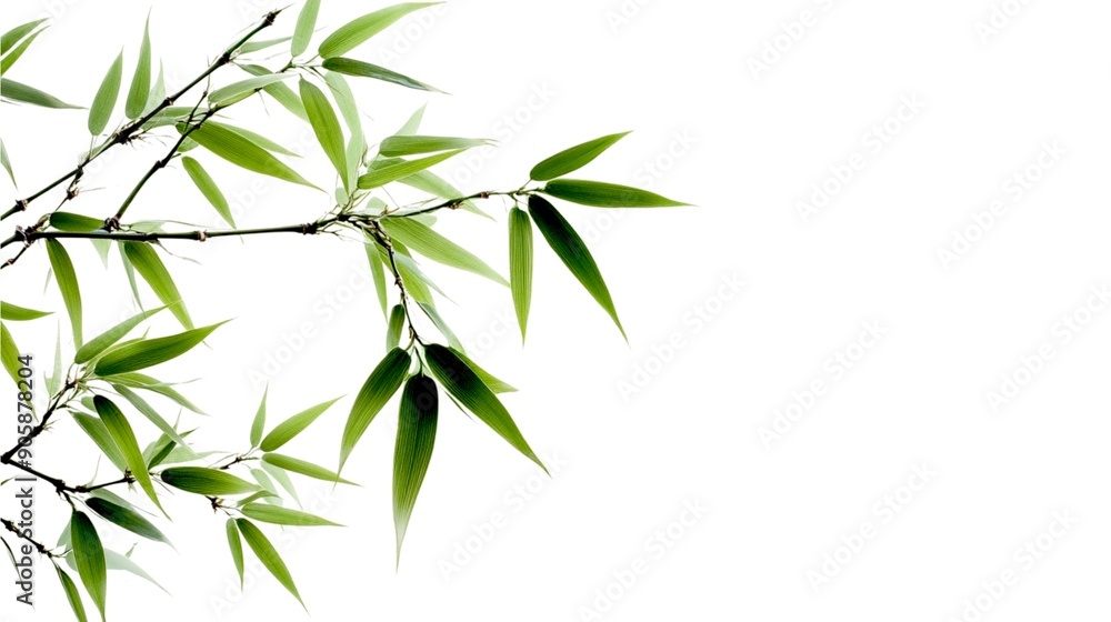 bamboo breeze leave on a white background bamboo breeze leave on a white background