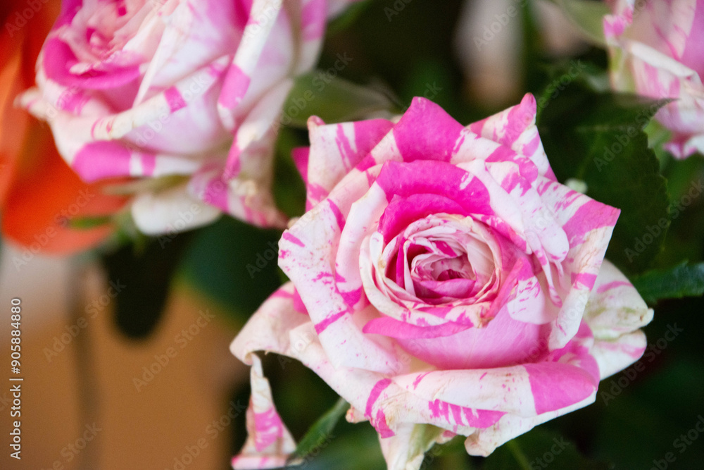 Fototapeta premium フラッシング