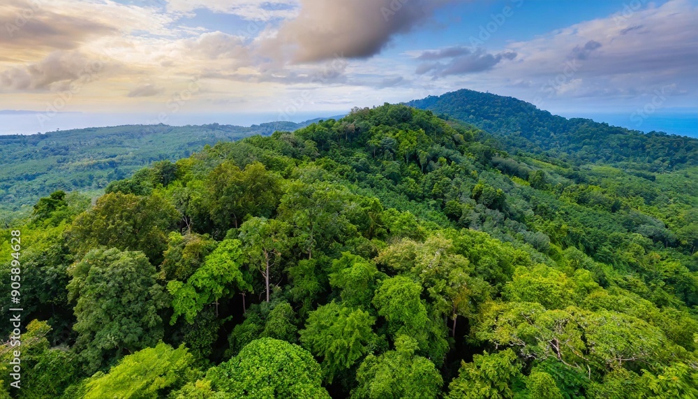 Aerial view of nature green forest and tree. Forest ecosystem and health concept and background Aerial view of nature green forest and tree. Forest ecosystem and health concept and background