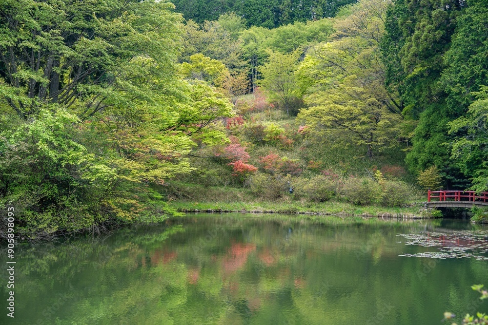 Fototapeta premium 静寂に包まれた新緑と満開のツツジが美しい池の情景