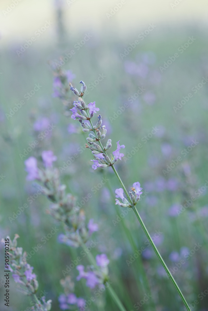 Obraz premium Outstanding Lavender in a Lavender Field