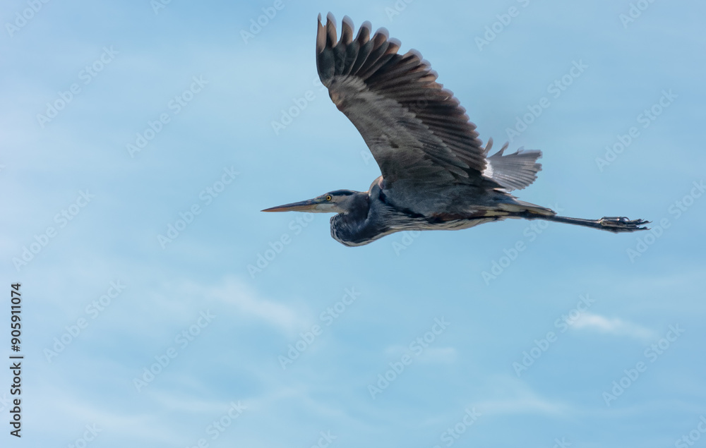 Obraz premium great blue heron