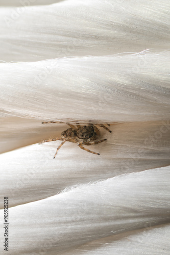 Spider Strength