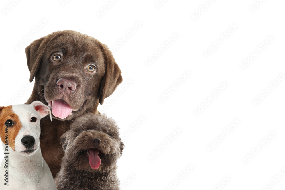 Adorable dogs on white background. Space for text Adorable dogs on white background. Space for text