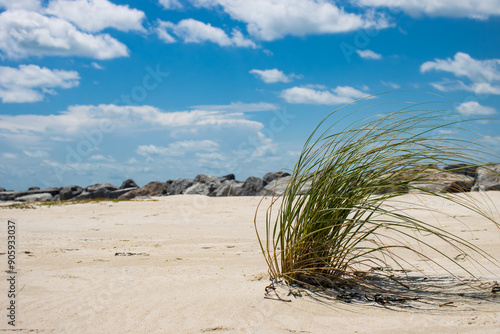sand dunes and grass