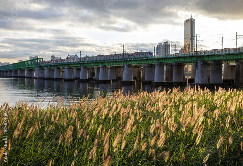 Ichon Han River Park, Yongsan-gu, Seoul, South Korea - August 31, 2022: Summer view of pearl millet(Pennisetum purpurascens) flower against Han River and subway train driving on Hangang Railroad Bridg photo