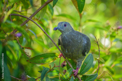 A pink-necked green pigeon in a berry tree. Photographed near Jurong Lake in the western part of Singapore.