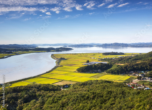 High angle view of golden rice plant on rice paddy near the sea and Han River against North Korea seen from Munsusan Mountain at Seongdong-ri near Gimpo-si, South Korea 