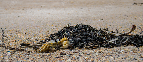 crab on the beach