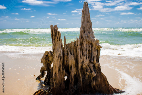 driftwood on the beach