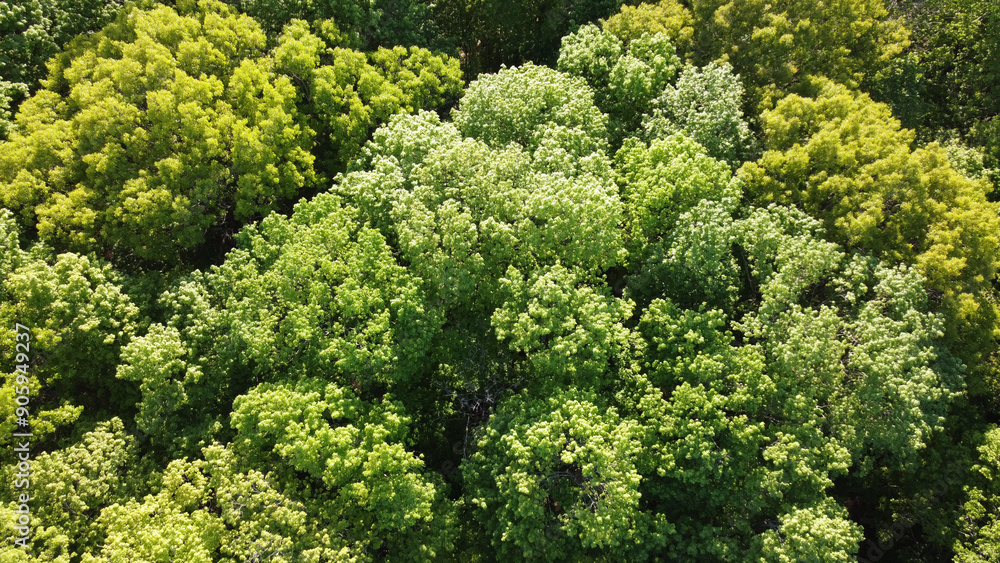Southeast Michigan forest canopy from a drone in spring. Southeast Michigan forest canopy from a drone in spring.