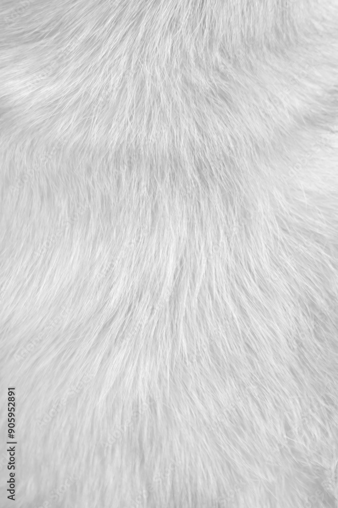 White fur dog soft smooth patterns texture or Natural animal hair light grey background White fur dog soft smooth patterns texture or Natural animal hair light grey background