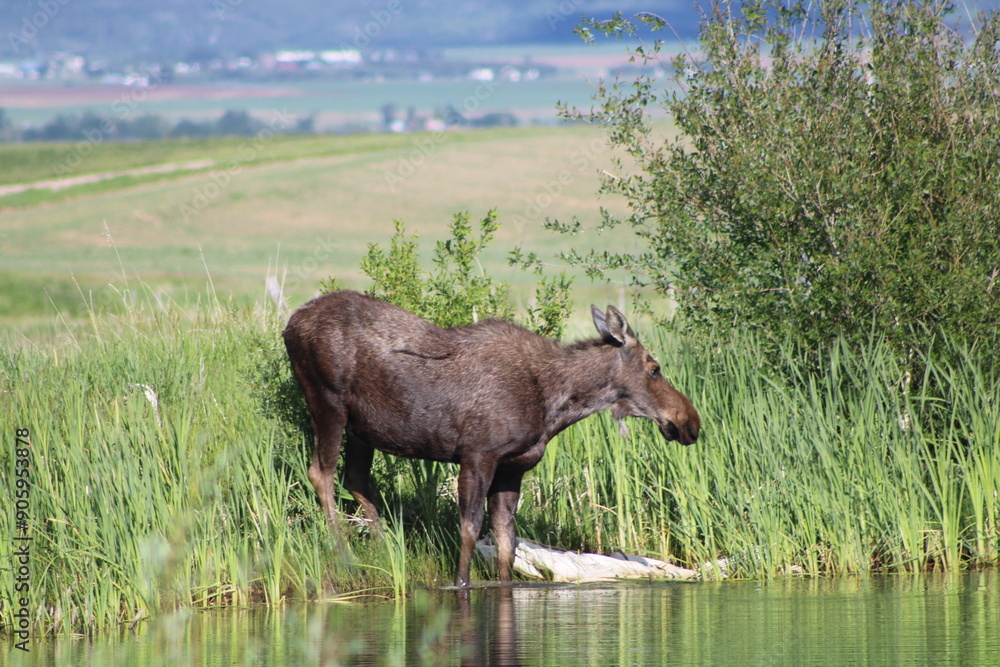 Moose next to small pond Moose next to small pond