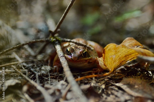 Curious wood frog (Lithobates sylvaticus) on forest floor