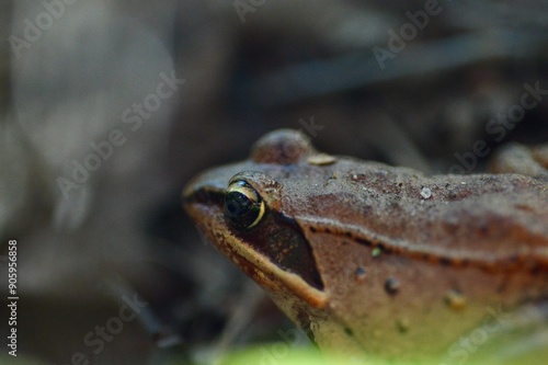 Curious wood frog (Lithobates sylvaticus) on forest floor