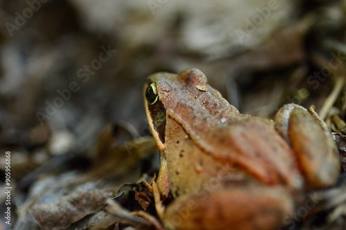 Curious wood frog (Lithobates sylvaticus) on forest floor
