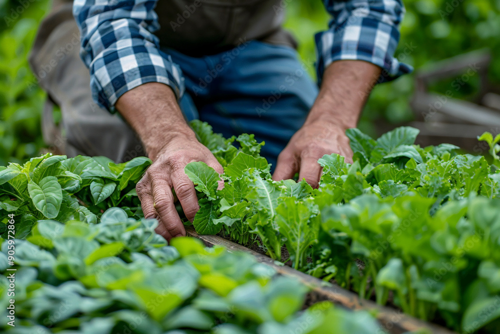 A farmer hands tend to young leafy greens in a well-maintained garden bed. A farmer hands tend to young leafy greens in a well-maintained garden bed.