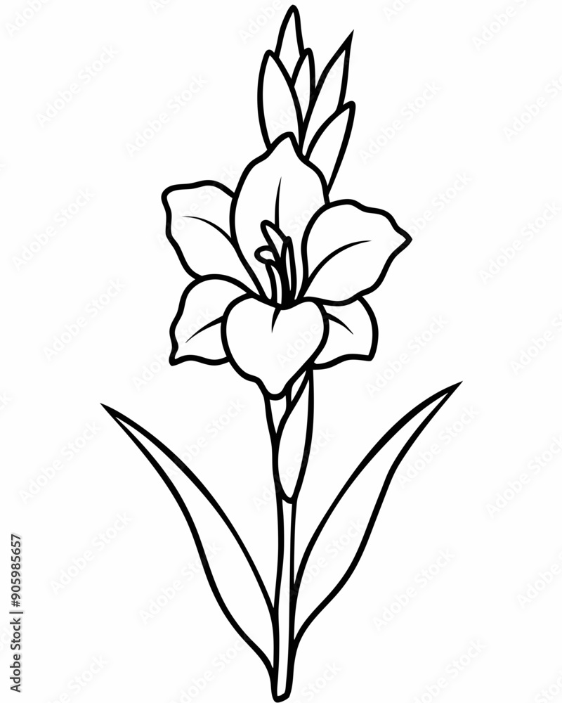 Line art of Gladiolus flower Line art of Gladiolus flower