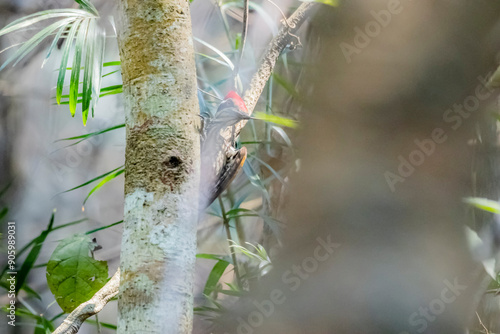 The Common goldenback on the tree photo