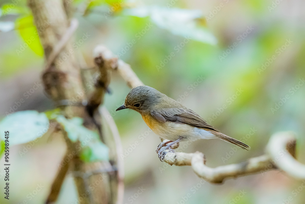 Obraz premium The Tickell's Blue Flycatcher in nature