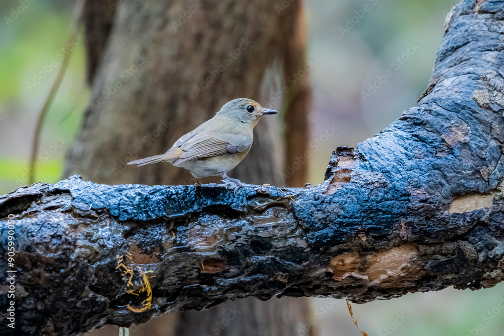 The Tickell's Blue Flycatcher in nature The Tickell's Blue Flycatcher in nature
