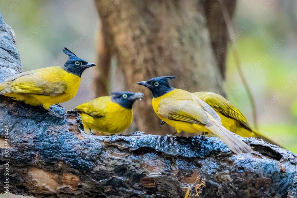 The Black-crested Bulbul in nature The Black-crested Bulbul in nature