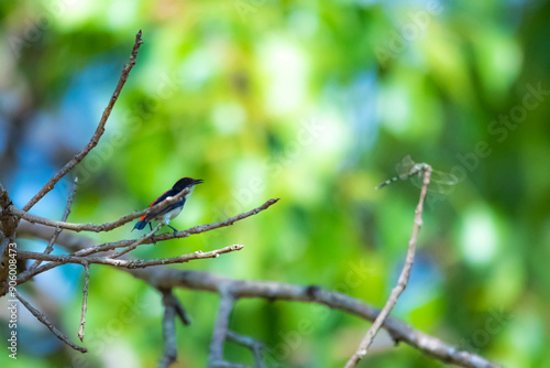 Wallpaper Mural The Scarlet-backed Flowerpecker on a branch Torontodigital.ca