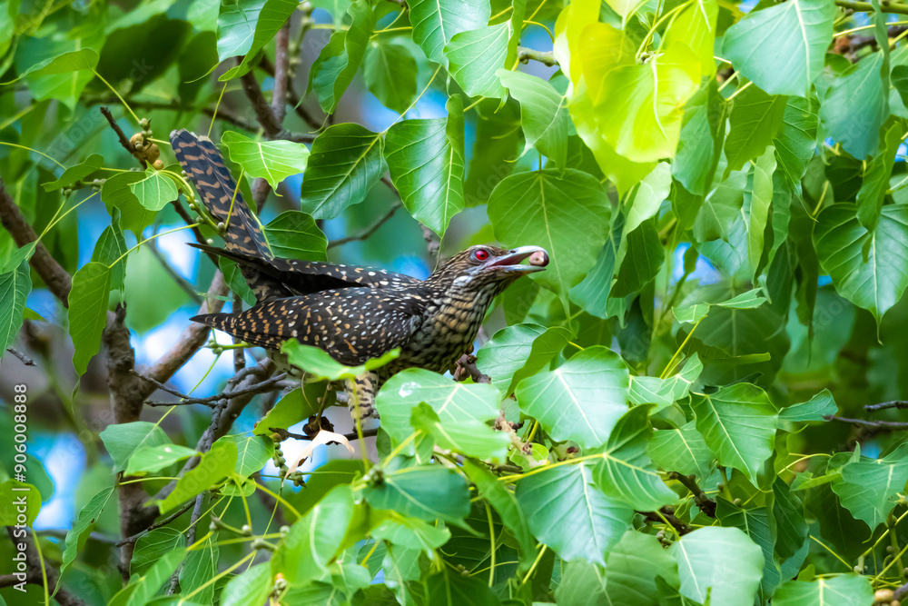 Fototapeta premium The Asian koel on the Pho tree