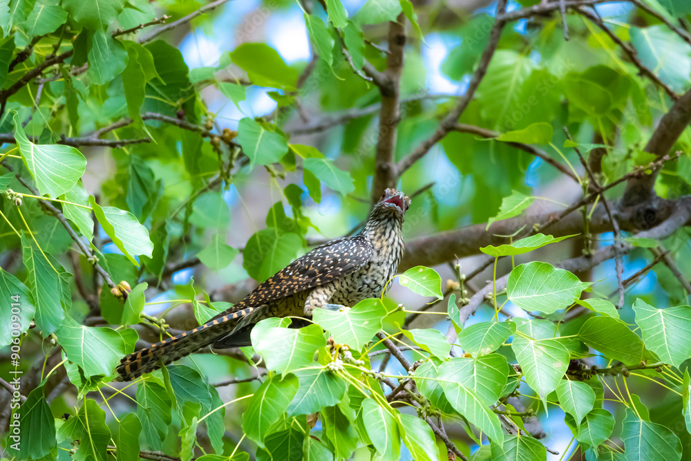 The Asian koel on the Pho tree The Asian koel on the Pho tree