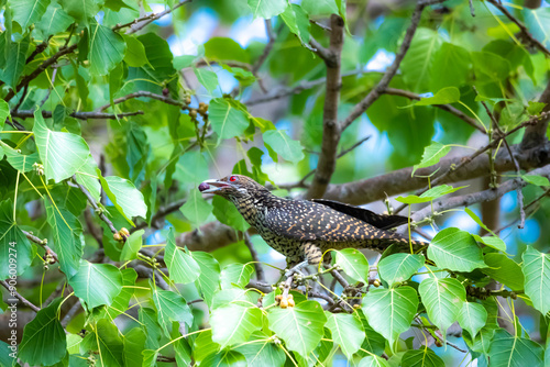 The Asian koel on the Pho tree photo