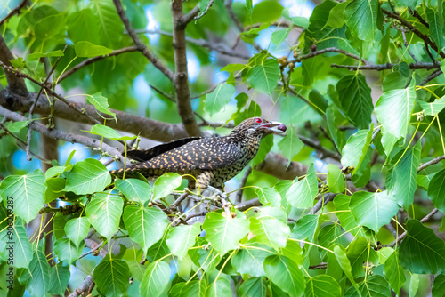 The Asian koel on the Pho tree photo