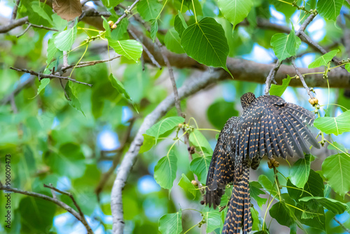 The Asian koel on the Pho tree photo