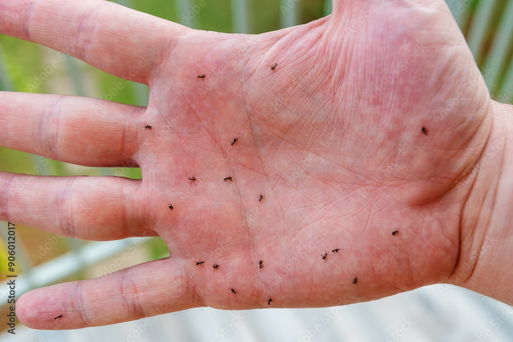 Naklejka premium Man's hand with many died ants on it. Insect mass extermination