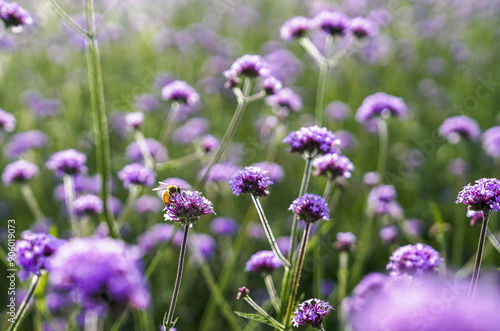 Close-up of a honeybee sitting on pink verbena at Goseokjeong Flower Garden of Jangheung-ri near Cheorwon-gun, South Korea 