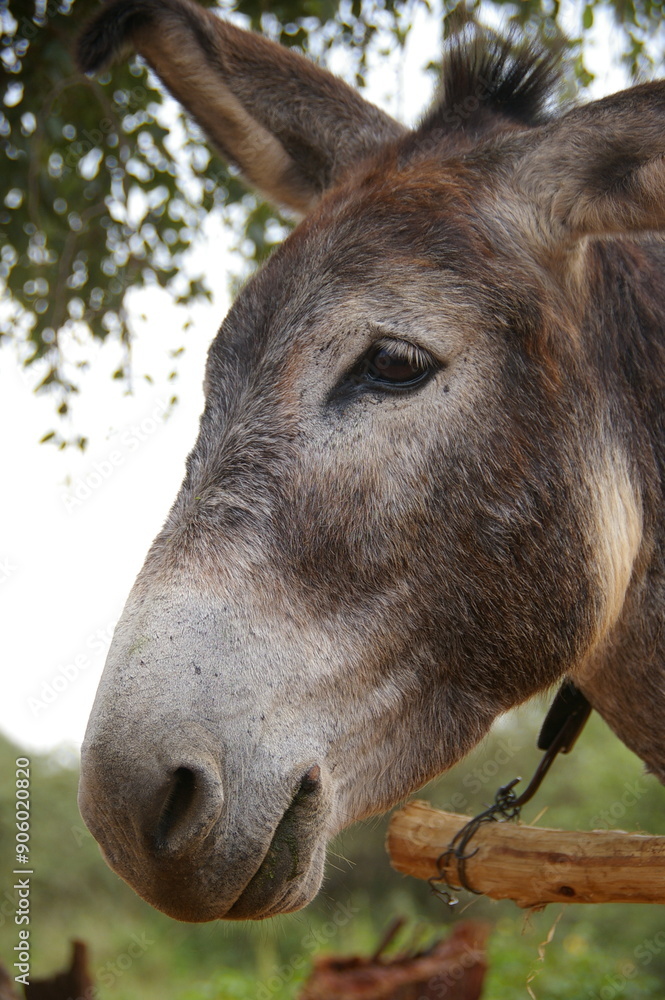 Naklejka premium Donkey in the farm