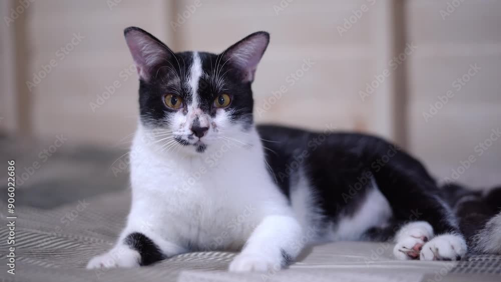A black and white cat sits alert on a textured surface, with a curious and attentive expression, in a cozy indoor setting. 
