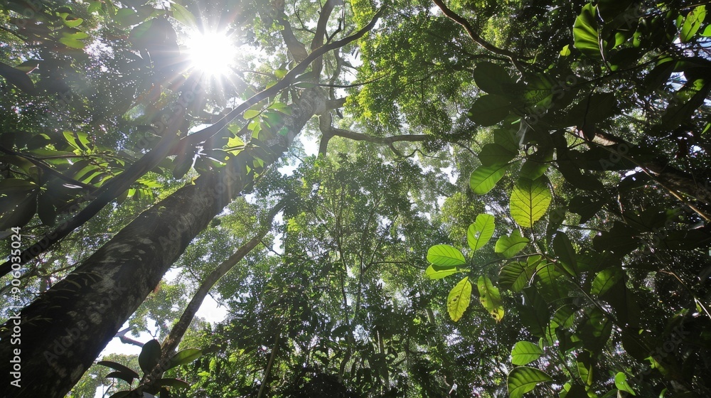 The forest canopy is a world unto itself, with vines, epiphytes, and bromeliads thriving high above. The forest canopy is a world unto itself, with vines, epiphytes, and bromeliads thriving high above.