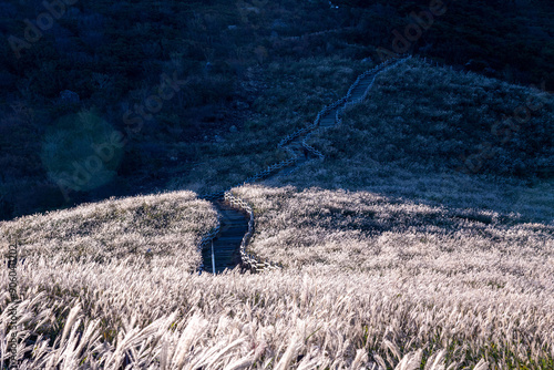 High angle and autumnal view of white silver grass flowers with curved trail at Ganwoljae Pass of Ganwolsan Mountain near Ulju-gun, Ulsan, South Korea
 photo