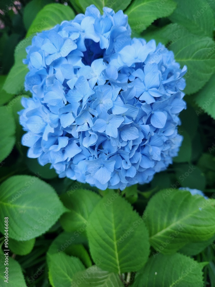 blue hydrangea flower