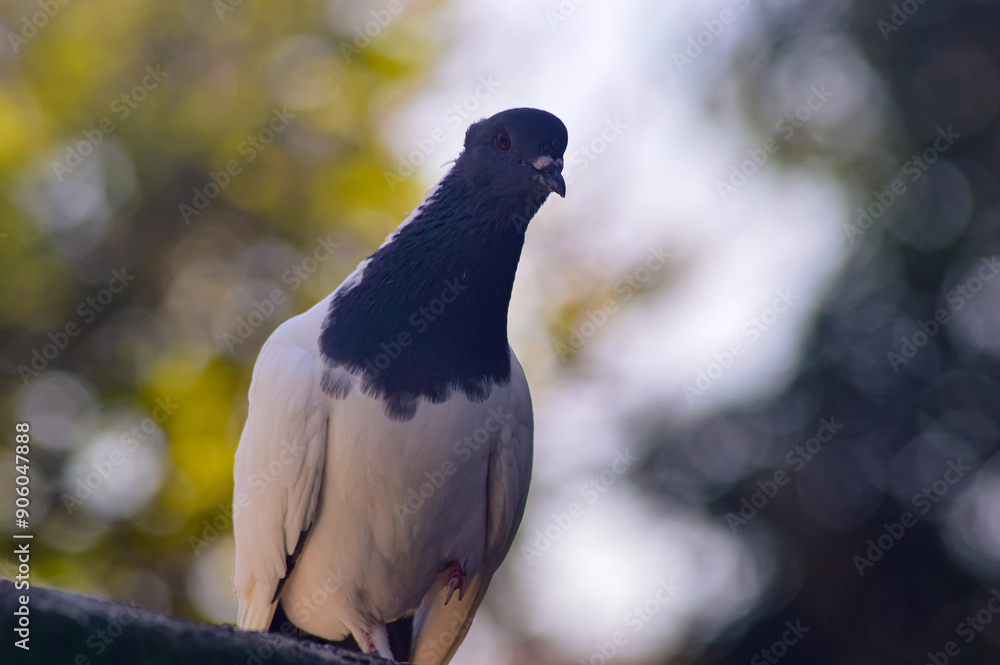 Fototapeta premium Funny behavior of a dove perching on one leg. A dove with black and white patterns.